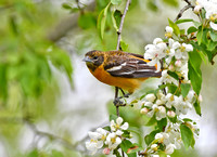 Baltimore Oriole-1st Spring