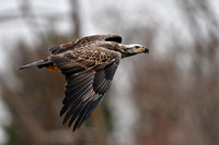 Bald Eagle-Juvenile