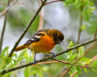 Baltimore Oriole-Juvenile Female