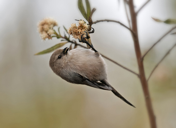 American Bushtit