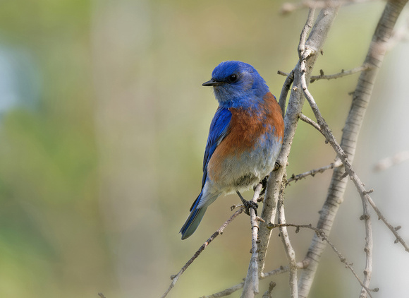 Eastern Bluebird-male