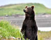 alaska 2016