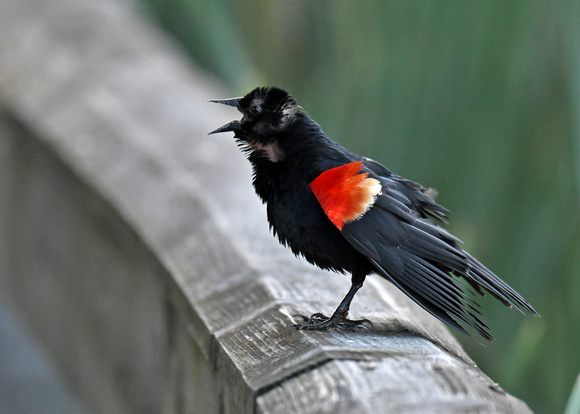 Red winged Blackbird Male
