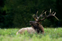 Elk