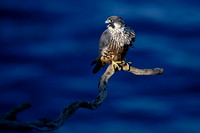 Peregrine Falcon
