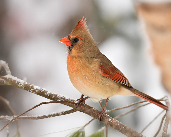 Northern Cardinal-female