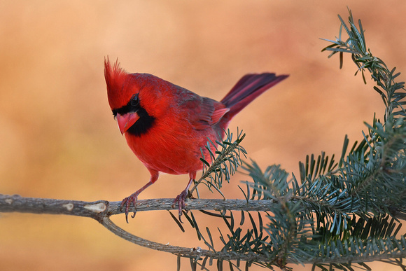 Northern Cardinal-male