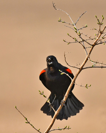 Red-winged Blackbird-male