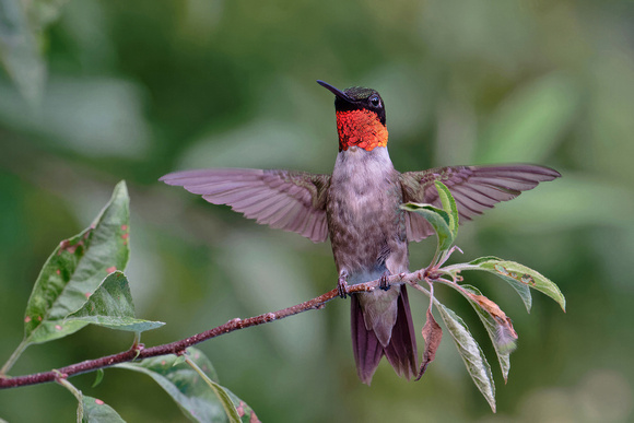 Ruby-throated Hummingbird-male