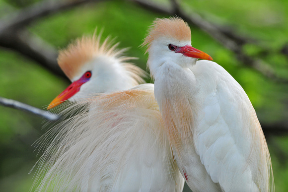 Cattle Egret-breeding colors