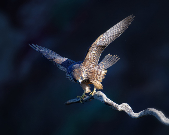 Peregrine Falcon-juvenile