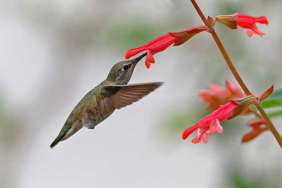 Ruby-throated Hummingbird-female